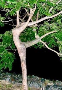 Дерево в образе женщины
