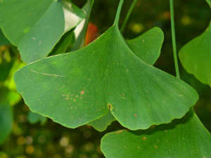 Гинго билоба, листья