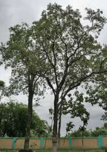 Сандаловое дерево