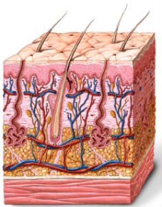 Строение кожи человека