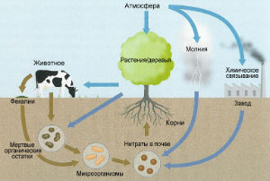 Схема круговорота азота в природе