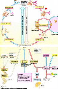 Белковый обмен: <br>общие сведения