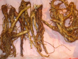 korni6_300 korni6_300